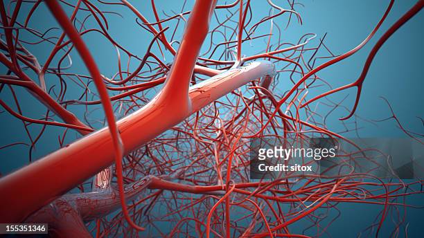 système vasculaire, les veines - blood flow photos et images de collection