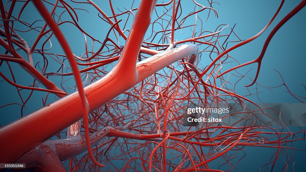 Vascular System, Veins