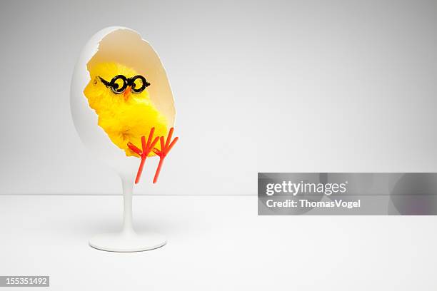 chicken relaxing in egg chair - nerd  easter humor fun - easter and humour stockfoto's en -beelden