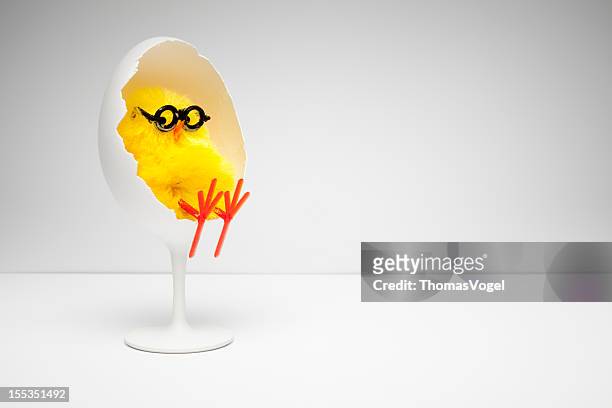 chicken relaxing in egg chair - nerd  easter humor fun - funny easter eggs 個照片及圖片檔