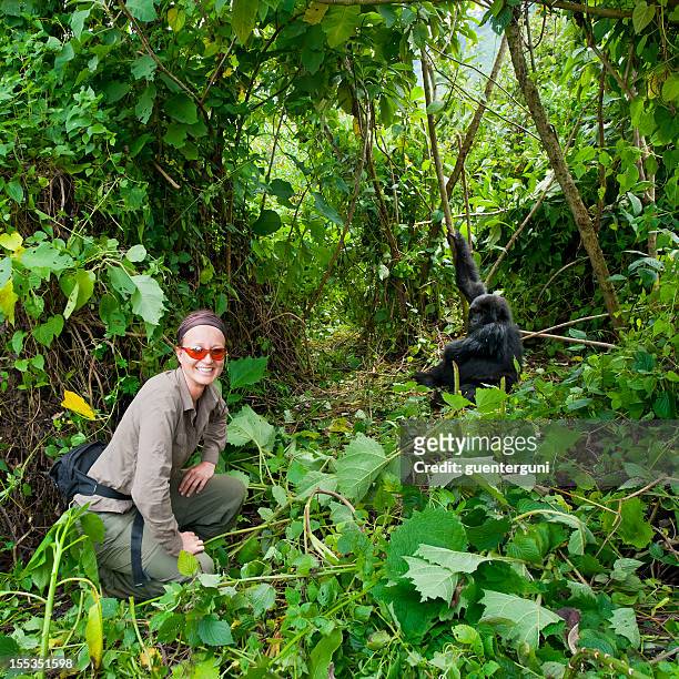 female tourist next to a young mountain gorilla in forest - mountain gorilla stock pictures, royalty-free photos & images