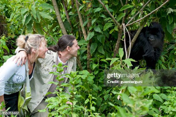tourist couple next to a juvenile mountain gorilla, wildlife shot - rwanda stock pictures, royalty-free photos & images