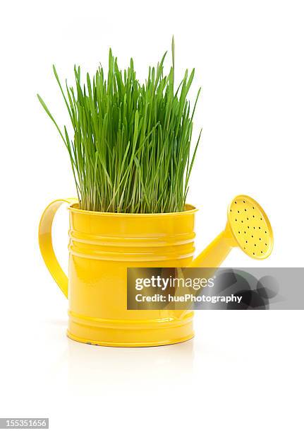 wheat grass in watering can - wheatgrass stock pictures, royalty-free photos & images