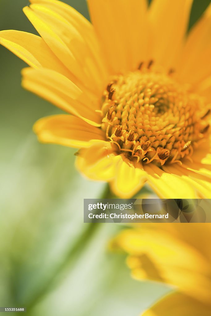 Heliopsis-Loraine sunshine