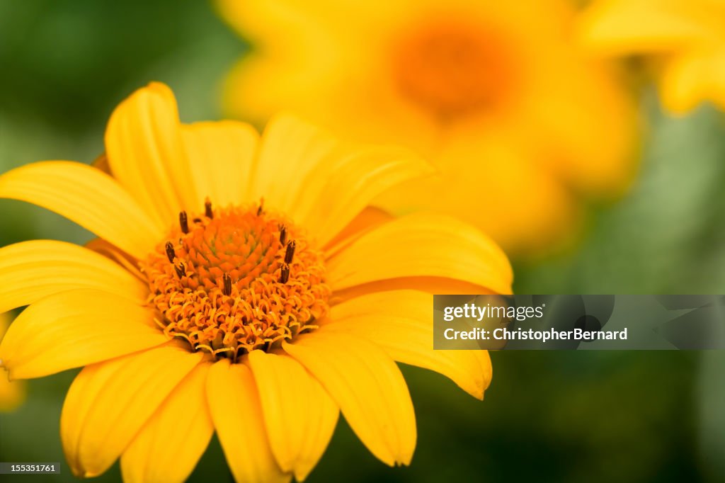 Heliopsis-Loraine sunshine