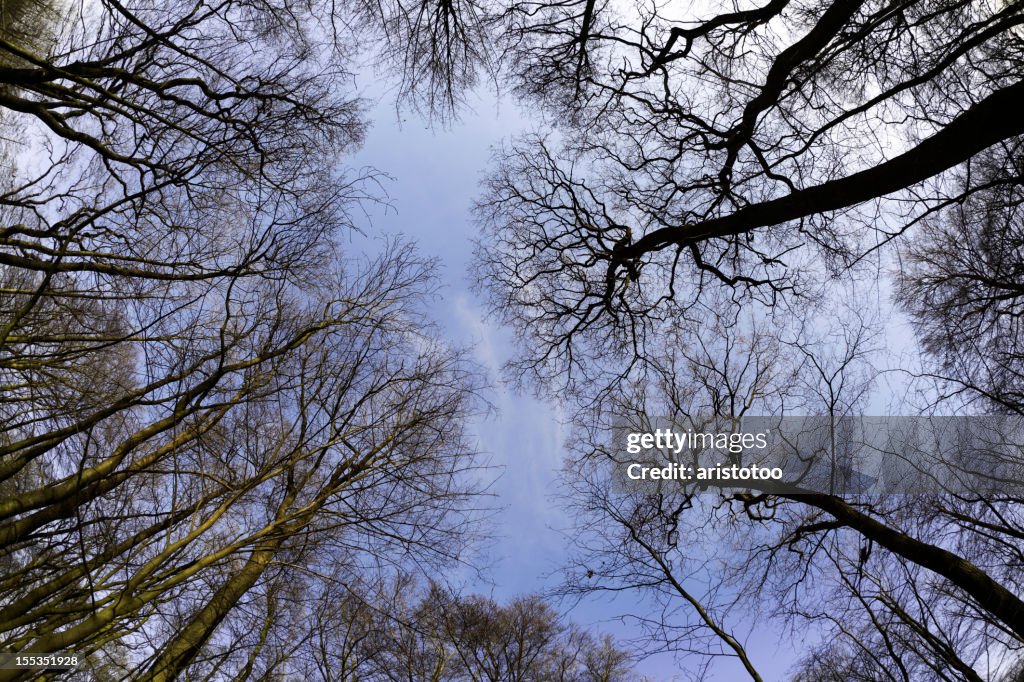 Árboles en el bosque desde abajo tomada con lente Fisheye