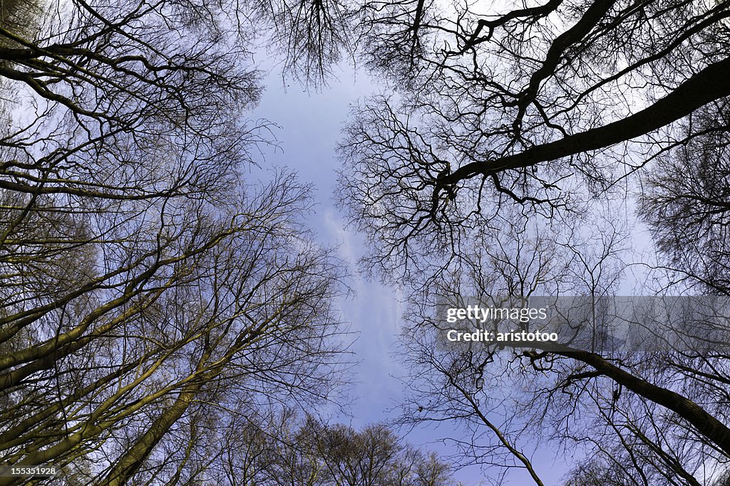 Trees in Forest from Below Taken with Fisheye Lens