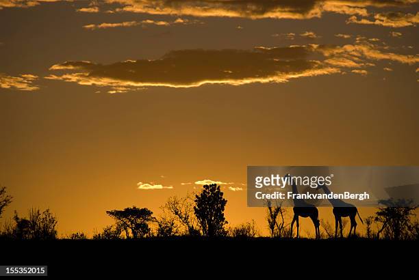 silhouette der zwei giraffen auf einem afrikanischen sonnenuntergang - südafrika safari stock-fotos und bilder