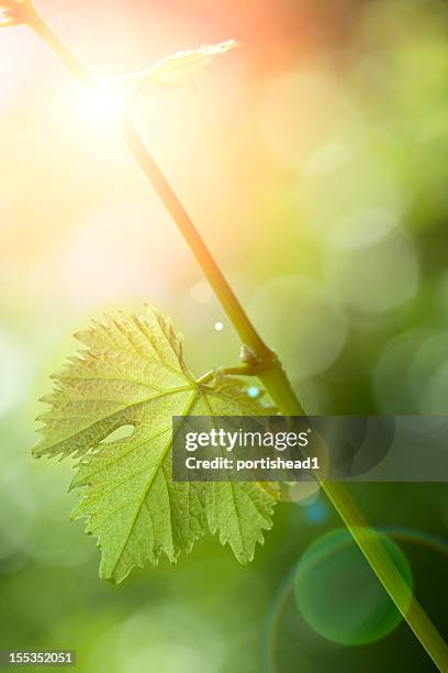 foglia di vite - vineyard leafs foto e immagini stock