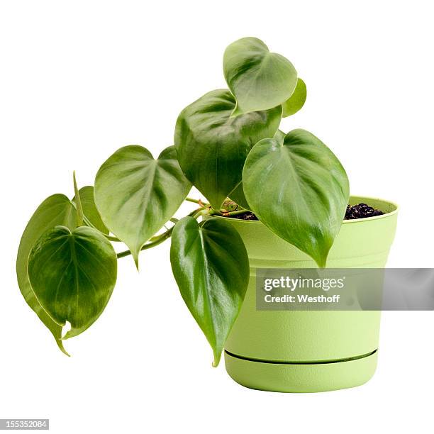 a potted philodendron in a green planter - indoor plant stock pictures, royalty-free photos & images