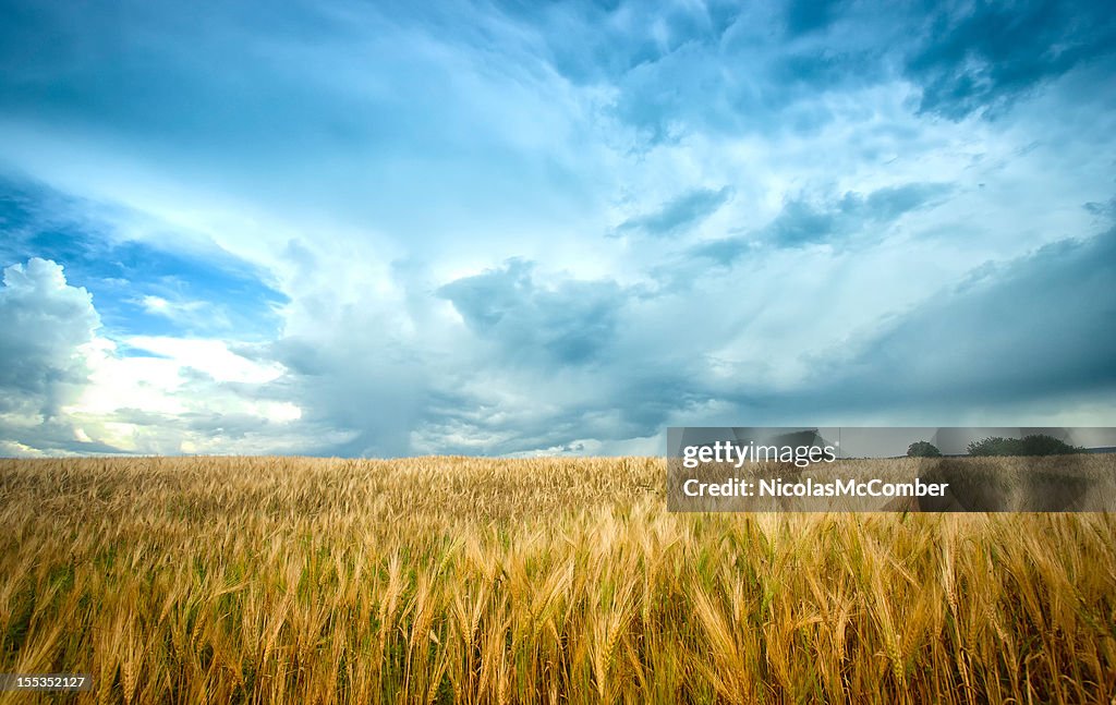 Barley Field under agitated sky