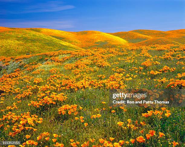 california golden poppies - papaverveld stockfoto's en -beelden
