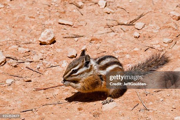 uinta chipmunk eating - chipmunk stock pictures, royalty-free photos & images