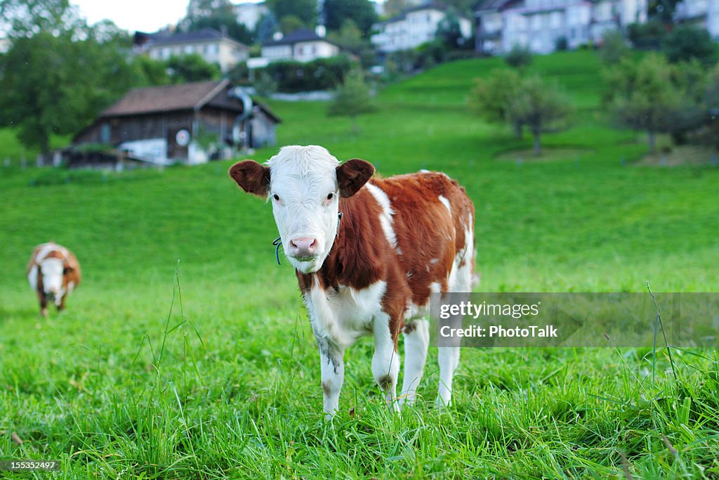 Swiss Cow Eating Grass - XLarge