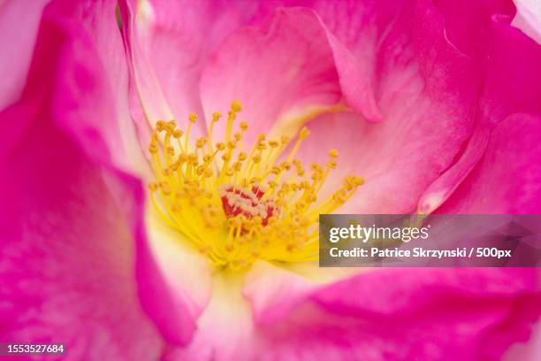 close-up of pink rose flower,puteaux,france - stamen fotografías e imágenes de stock