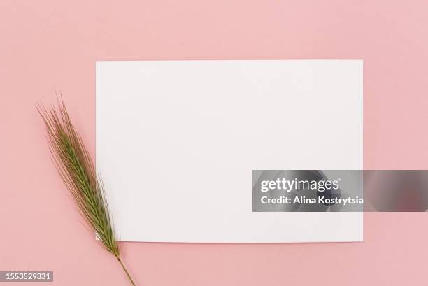 greeting card. mockup of an invitation with white card and one stem barley grass on soft pink background - fresh deals fotografías e imágenes de stock