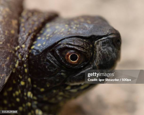 Shell Of Tortoise 3,532 Turtle Shell Close Up Stock Photos, High-Res Pictures, and Images ...