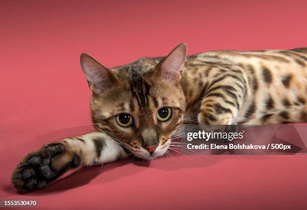 close-up portrait of a cat,ivanovskoye district,moscow,russia - bengal cat stock pictures, royalty-free photos & images