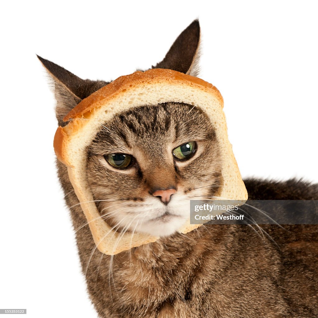 Breaded Cat
