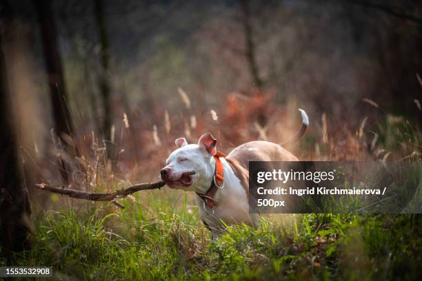 close-up of pit bull terrier on field,czech republic - american pit bull terrier stock-fotos und bilder