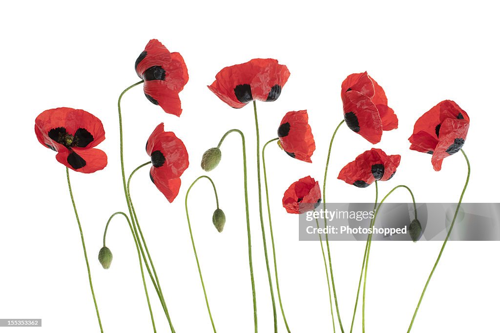 Arrangment of Red Poppies