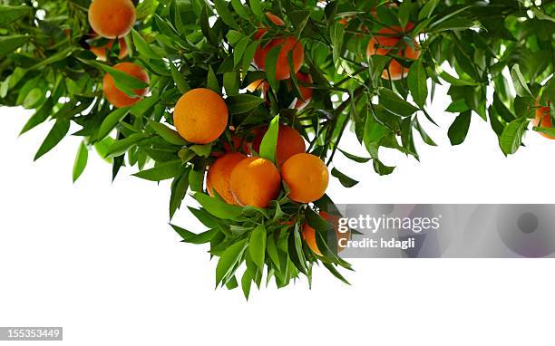 orange tree - orange grove stock-fotos und bilder