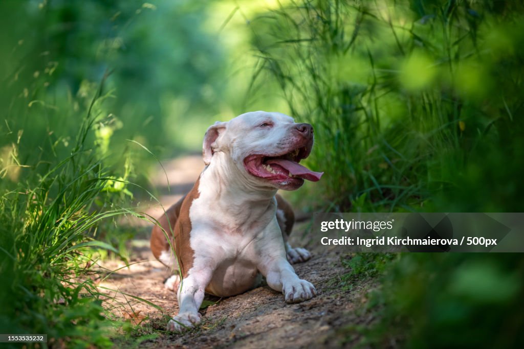 Close-up of pit bull terrier sitting on field,Czech Republic