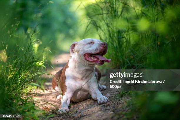 close-up of pit bull terrier sitting on field,czech republic - american pit bull terrier stock-fotos und bilder