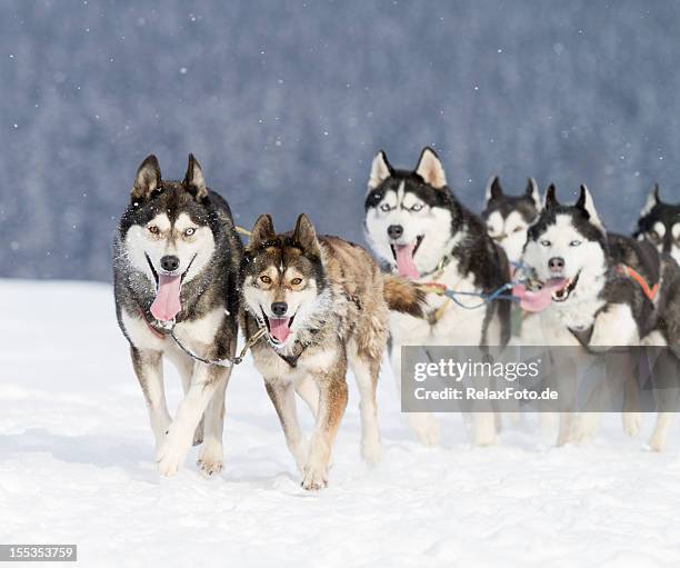 group of husky sled dogs running in snow (xxl) - siberian husky stock pictures, royalty-free photos & images