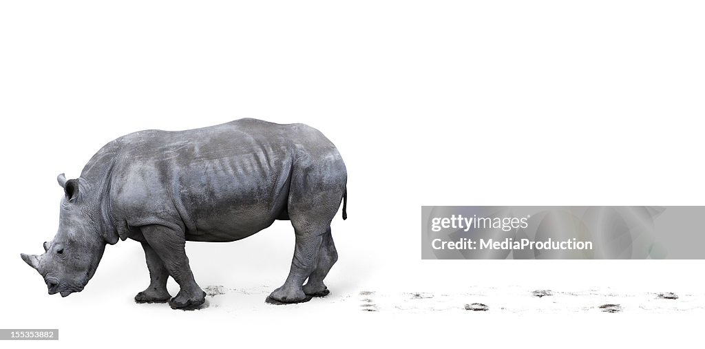 Rhinoceros