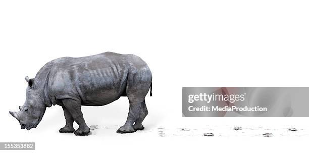 rhinoceros - mud footprint stock pictures, royalty-free photos & images