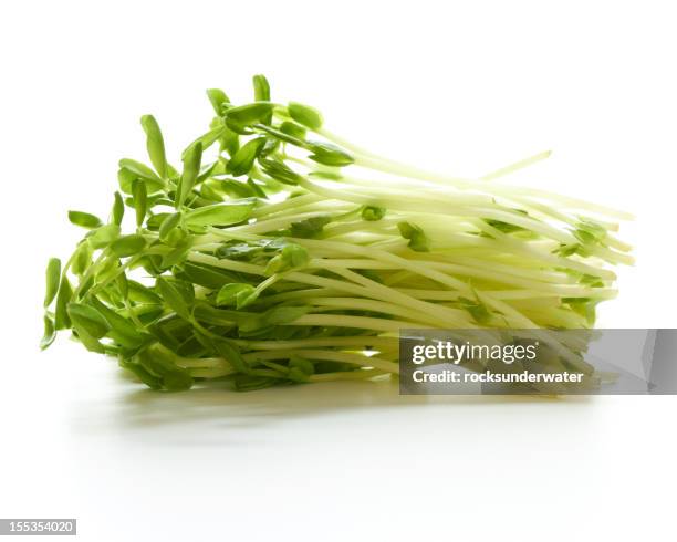 collection freshly picked pea sprouts - alfalfa stock pictures, royalty-free photos & images