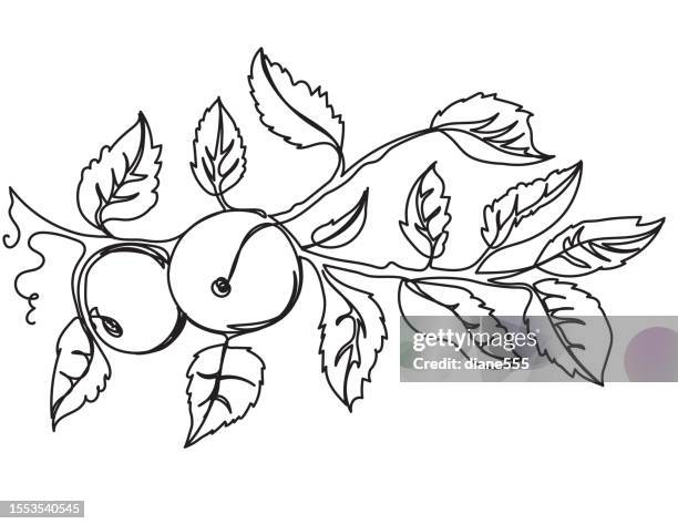 continuous line drawing of an apple tree branch - apple tree stock illustrations