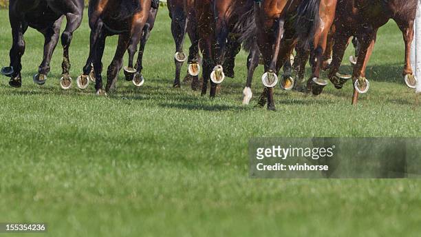 horse running - hoof stock pictures, royalty-free photos & images