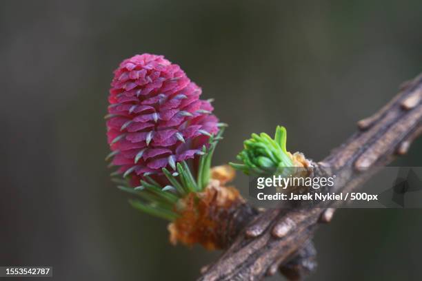 close-up of pink flowering plant - larch tree stock-fotos und bilder