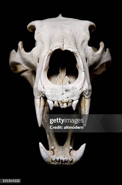 angry - animal skull stock pictures, royalty-free photos & images