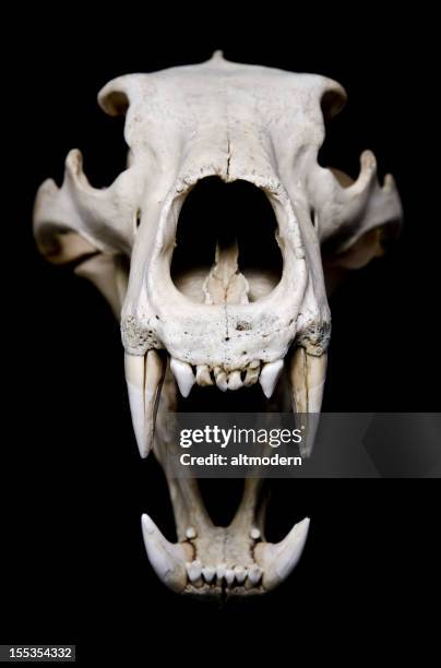 5,066 Animal Skull Photos and Premium High Res Pictures - Getty Images 5,066 Animal Skull Photos and Premium High Res Pictures - Getty Images