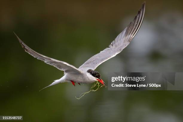 close-up of tern flying outdoors - アジサシ ストックフォトと画像