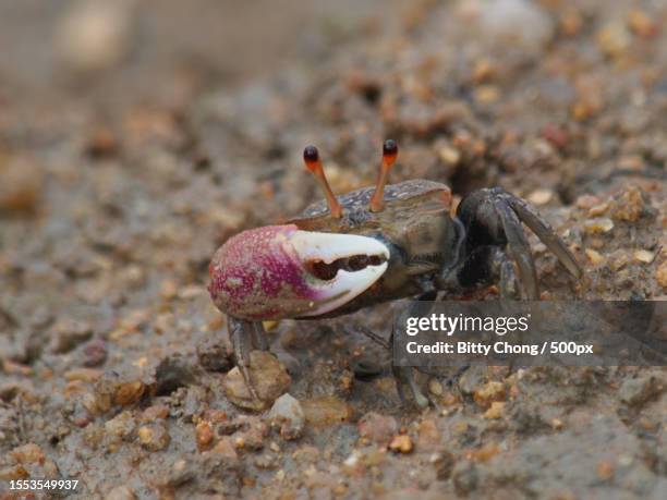 close-up of crab on rock,malaysia - wenkkrab stockfoto's en -beelden