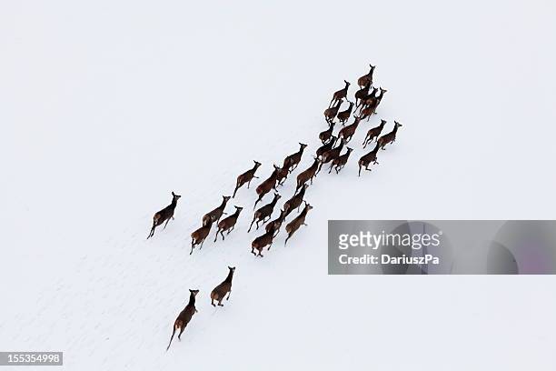 空から見た鹿の写真の一団 - 動物の一団 ストックフォトと画像