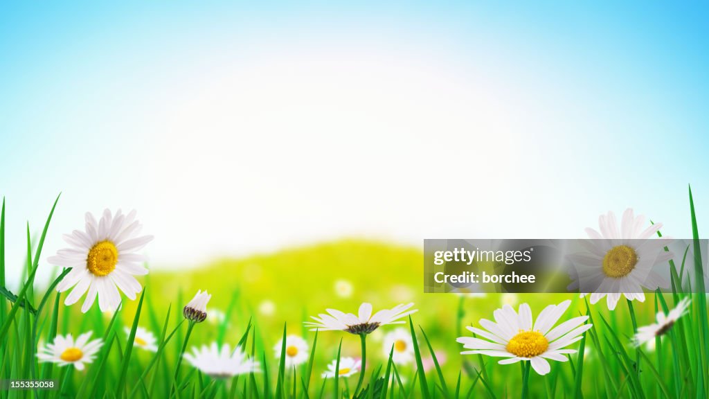 Panorama Frühling Meadow