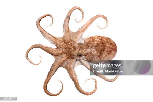 octopus - tentacle stock pictures, royalty-free photos & images