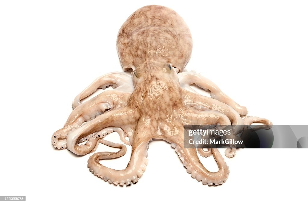 Pale peach colored octopus in front of white background