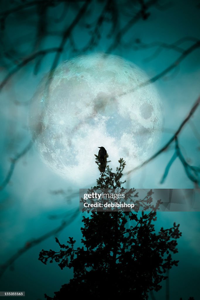 Crow At The Moon - Night Blue Teal Silhouette Trees