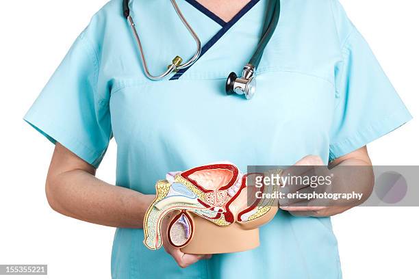 male pelvis - testis stock pictures, royalty-free photos & images