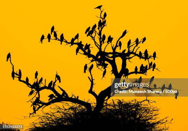 low angle view of silhouette of tree against clear sky during sunset,delhi,india - delhi stock pictures, royalty-free photos & images