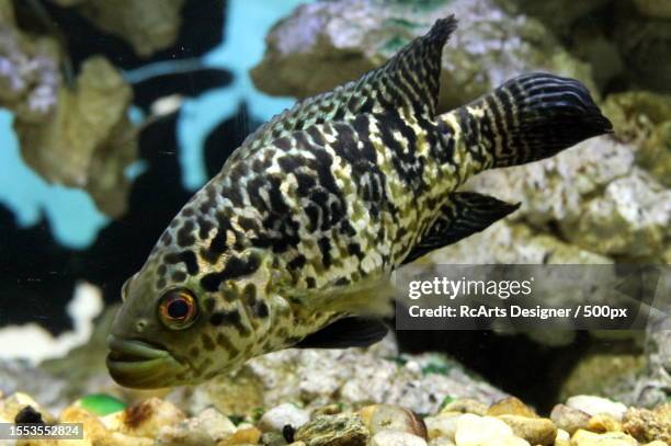 close-up of tropical freshwater cichlid swimming in sea,brazil - cichlid aquarium stock pictures, royalty-free photos & images