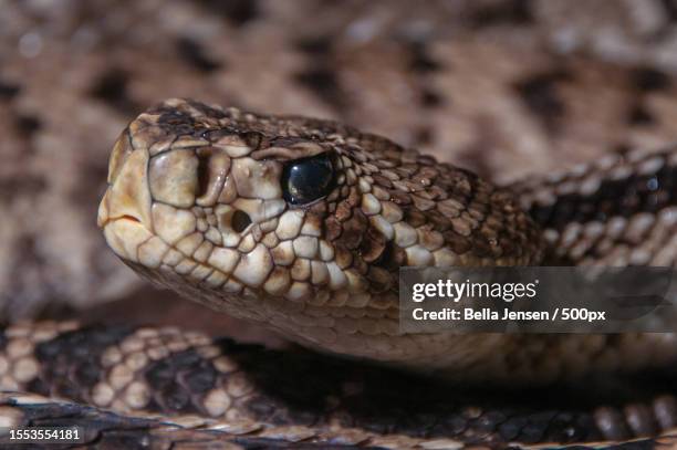 close-up of rattlewestern diamondback rattlediamondback rattlesnake,randers c,randers,denmark - western diamondback rattlesnake stock pictures, royalty-free photos & images