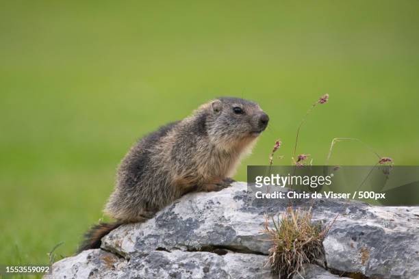 close-up of squirrel on rock - viser stock pictures, royalty-free photos & images