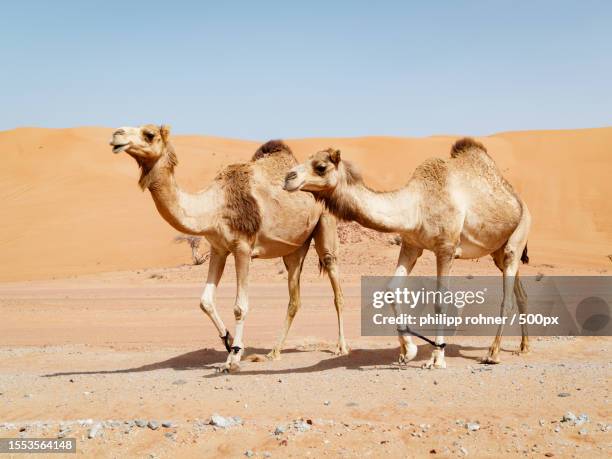 side view of dromedary camel walking in desert against clear sky - camel isolated stock pictures, royalty-free photos & images